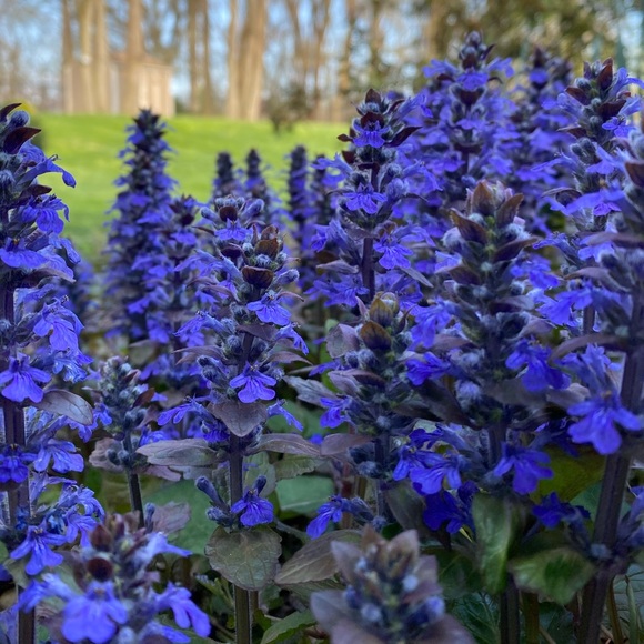 Other - Ajuga Bugle Live Flowering Plants Ground Cover